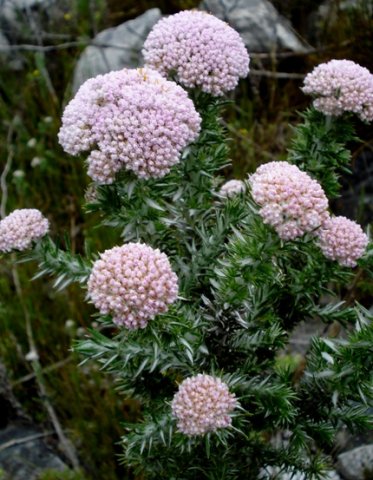 Metalasia fastigiata