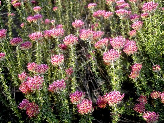 Metalasia massonii or blombos
