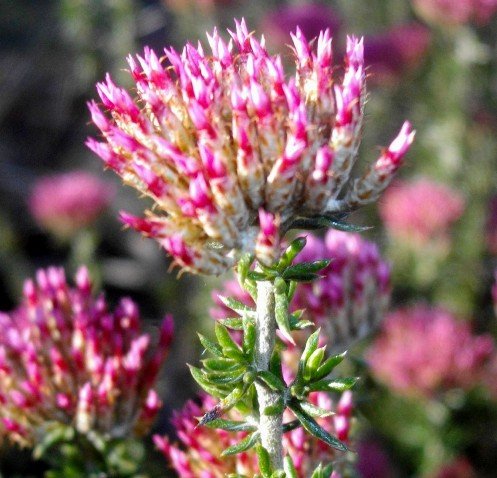 Metalasia massonii flowerheads