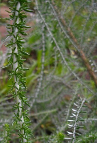 Metalasia muricata leaves