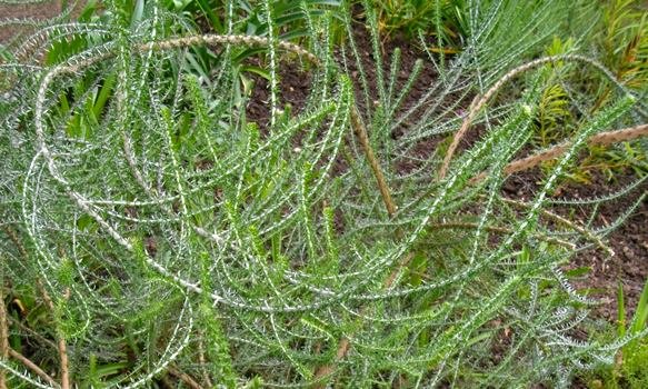 Metalasia muricata curving stems in a garden