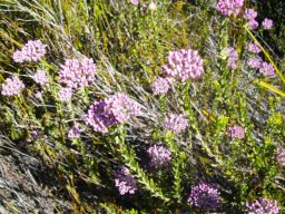 Metalasia cymbifolia