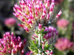 Metalasia massonii flowerheads