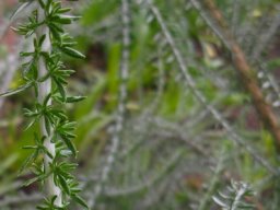 Metalasia muricata leaves