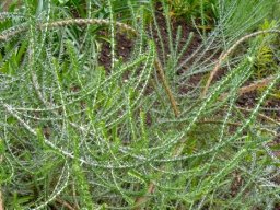 Metalasia muricata curving stems in a garden