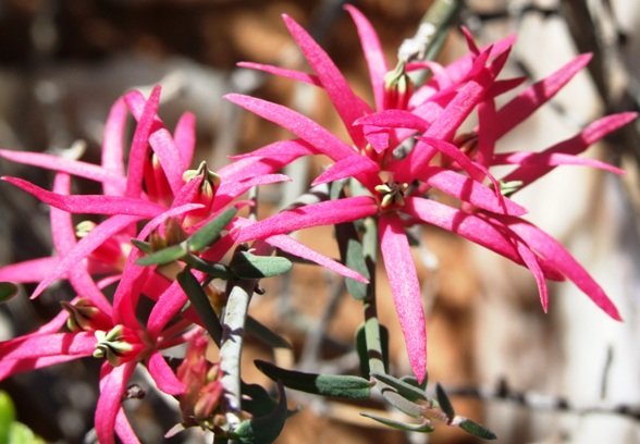 Microloma calycinum