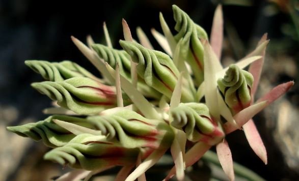 Microloma calycinum twisted corolla lobes