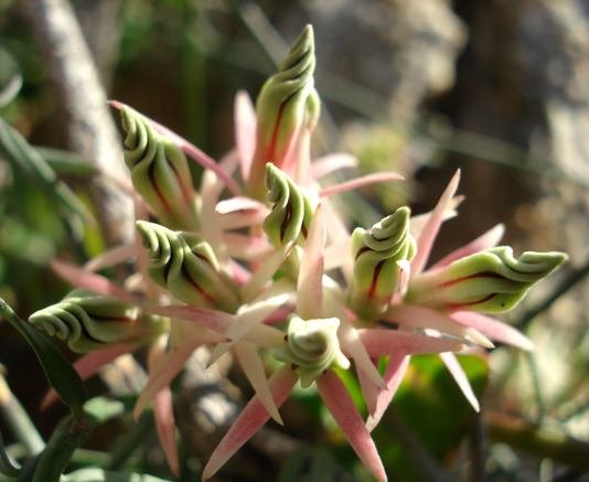Microloma calycinum long, straight sepals