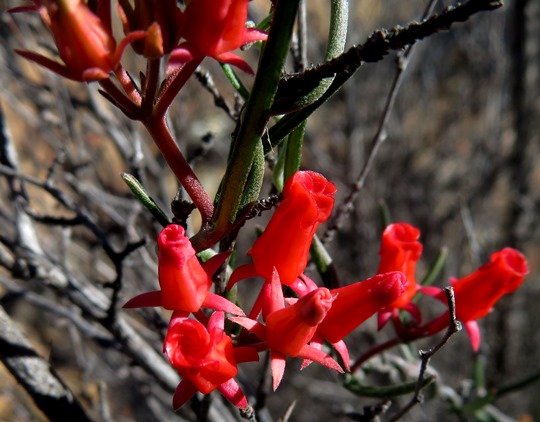 Microloma namaquense