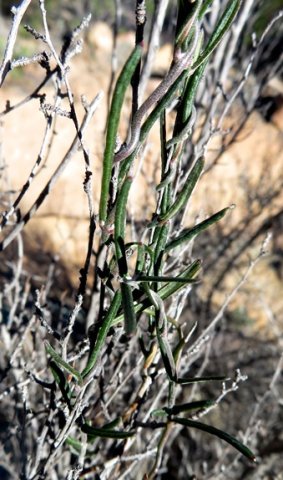 Microloma namaquense leaves