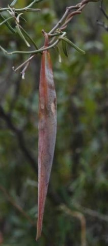 Microloma sagittatum fruit