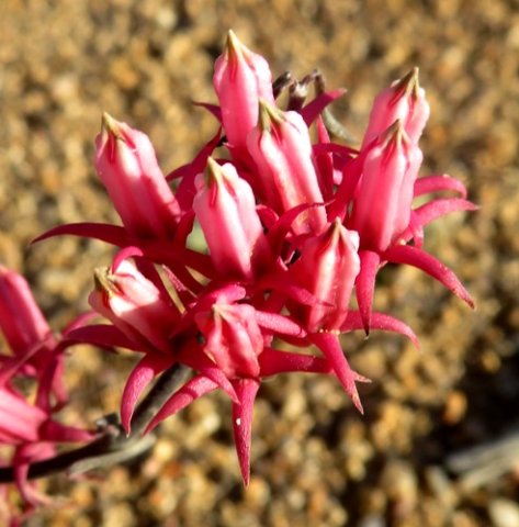 Microloma sagittatum straight corolla tips