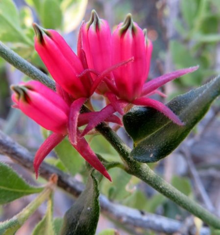 Microloma 