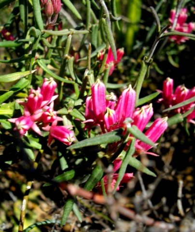 Microloma sagittatum flowers