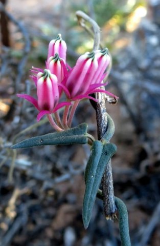Microloma sagittatum leaves