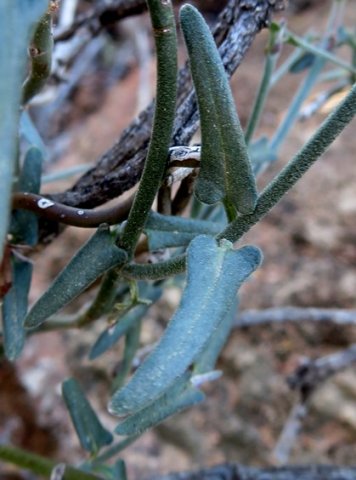 Microloma sagittatum stems