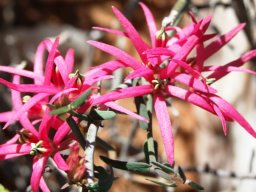 Microloma calycinum