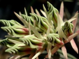 Microloma calycinum twisted corolla lobes