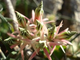 Microloma calycinum long, straight sepals