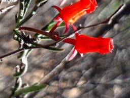 Microloma namaquense flowers