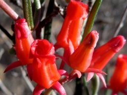 Microloma namaquense flowers