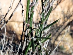 Microloma namaquense leaves