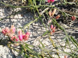 Microloma sagittatum