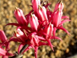 Microloma sagittatum straight corolla tips