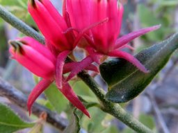 Microloma 