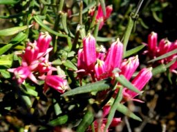 Microloma sagittatum flowers