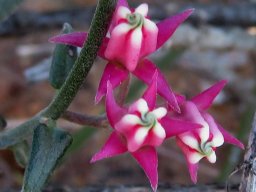 Microloma sagittatum twisted corolla tips
