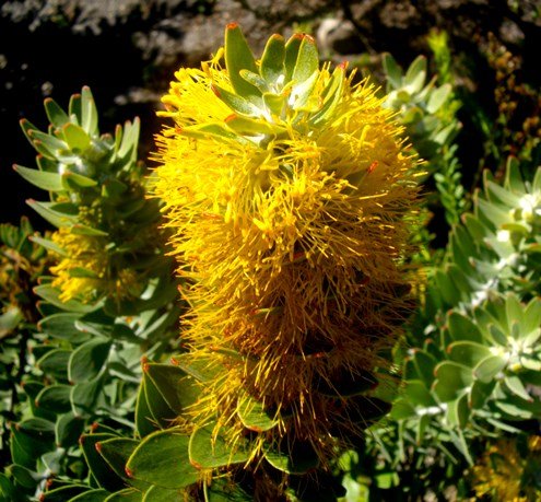 Mimetes chrysanthus
