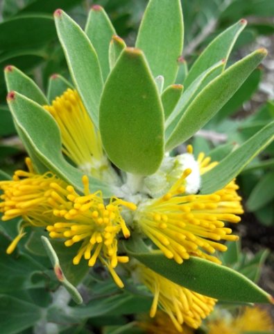 Mimetes chrysanthus styles breaking free