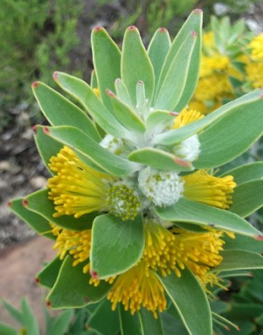 Mimetes chrysanthus closed perianths
