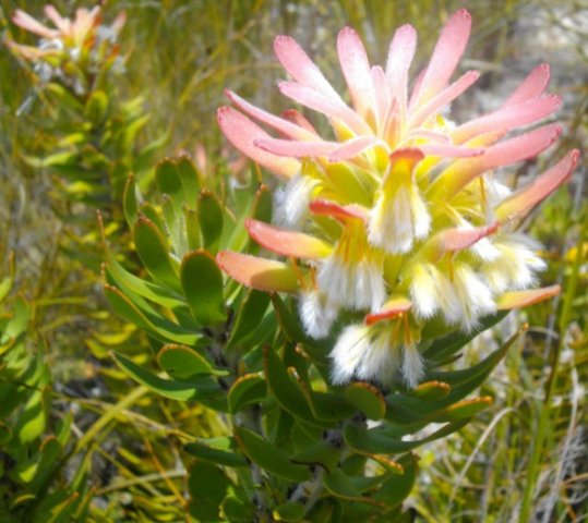 Mimetes cucullatus spreading floral leaves