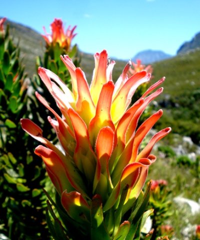 Mimetes cucullatus flowery leaves or leafy flowers