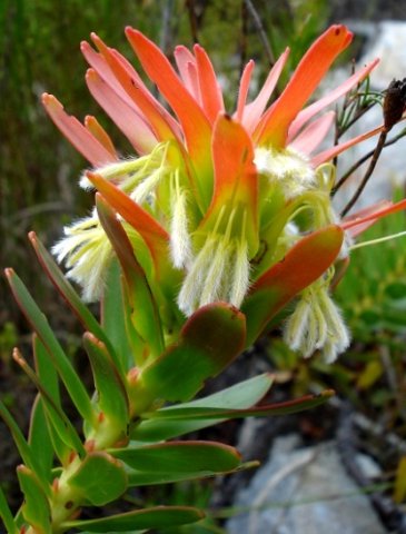 Mimetes cucullatus inflorescence
