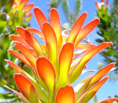 Mimetes cucullatus inflorescence leaves