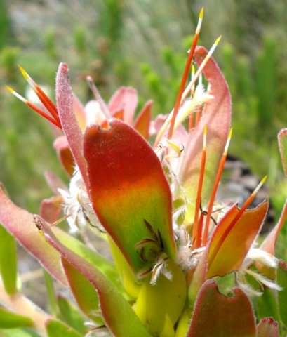 Mimetes cucullatus past blooming