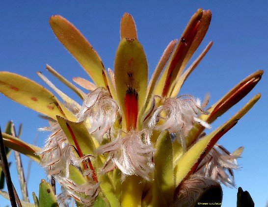 Mimetes cucullatus florets on their way out