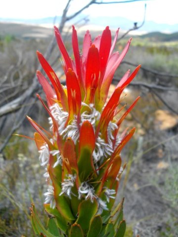 Mimetes cucullatus emphasising red