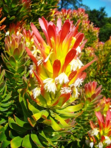 Mimetes cucullatus drooping perianths