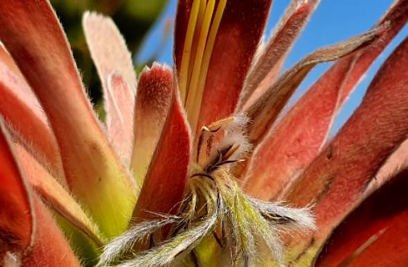 Mimetes fimbriifolius coloured floral leaves and old perianth