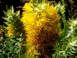 Mimetes chrysanthus