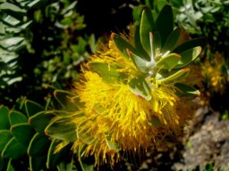 Mimetes chrysanthus flowers