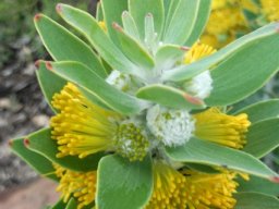Mimetes chrysanthus closed perianths