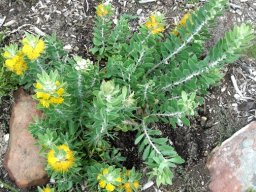 Mimetes chrysanthus young shrub