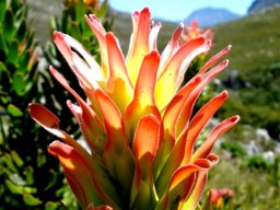 Mimetes cucullatus flowery leaves or leafy flowers