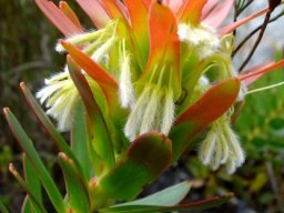 Mimetes cucullatus inflorescence