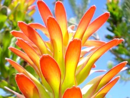 Mimetes cucullatus inflorescence leaves